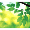 MOUSEPAD FELLOWES ECOLOGICO FOGLIE